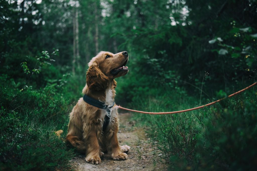 A puppy on a leash in a forest