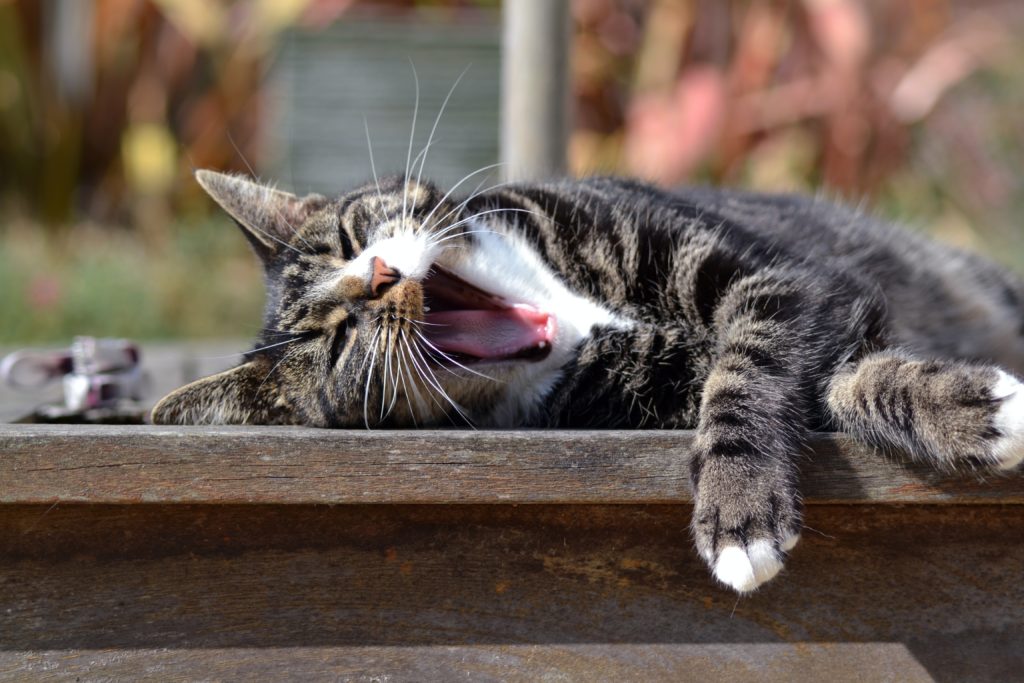 A cat yawning